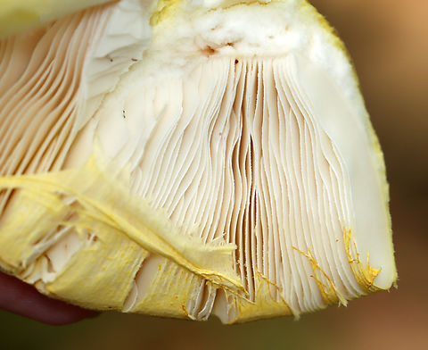 Mushroom - Amanita flavorubens Habitat: Growing on the ground in a mostly deciduous forest
https://www.jungledragon.com/image/139430/mushroom_-_amanita_sp.html
https://www.jungledragon.com/image/139432/mushroom_-_amanita_sp.html
https://www.jungledragon.com/image/139431/mushroom_-_amanita_sp.html A. flavorubens,Geotagged,Summer,United States,Yellow American Blusher