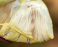 Mushroom - Amanita flavorubens Habitat: Growing on the ground in a mostly deciduous forest<br />
https://www.jungledragon.com/image/139430/mushroom_-_amanita_sp.html<br />
https://www.jungledragon.com/image/139432/mushroom_-_amanita_sp.html<br />
https://www.jungledragon.com/image/139431/mushroom_-_amanita_sp.html A. flavorubens,Geotagged,Summer,United States,Yellow American Blusher