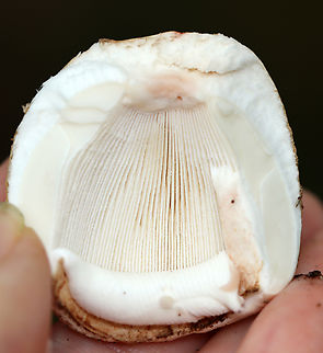 Blusher Mushroom - Amanita amerirubescens Habitat: Growing on the ground; deciduous forest
https://www.jungledragon.com/image/139471/mushroom_-_amanita_sp.html
https://www.jungledragon.com/image/139472/mushroom_-_amanita_sp.html
https://www.jungledragon.com/image/139470/mushroom_-_amanita_sp.html
https://www.jungledragon.com/image/139469/mushroom_-_amanita_sp.html Amanita amerirubescens,Eastern American Blusher,Geotagged,Summer,United States
