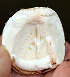 Blusher Mushroom - Amanita amerirubescens Habitat: Growing on the ground; deciduous forest<br />
https://www.jungledragon.com/image/139471/mushroom_-_amanita_sp.html<br />
https://www.jungledragon.com/image/139472/mushroom_-_amanita_sp.html<br />
https://www.jungledragon.com/image/139470/mushroom_-_amanita_sp.html<br />
https://www.jungledragon.com/image/139469/mushroom_-_amanita_sp.html Amanita amerirubescens,Eastern American Blusher,Geotagged,Summer,United States