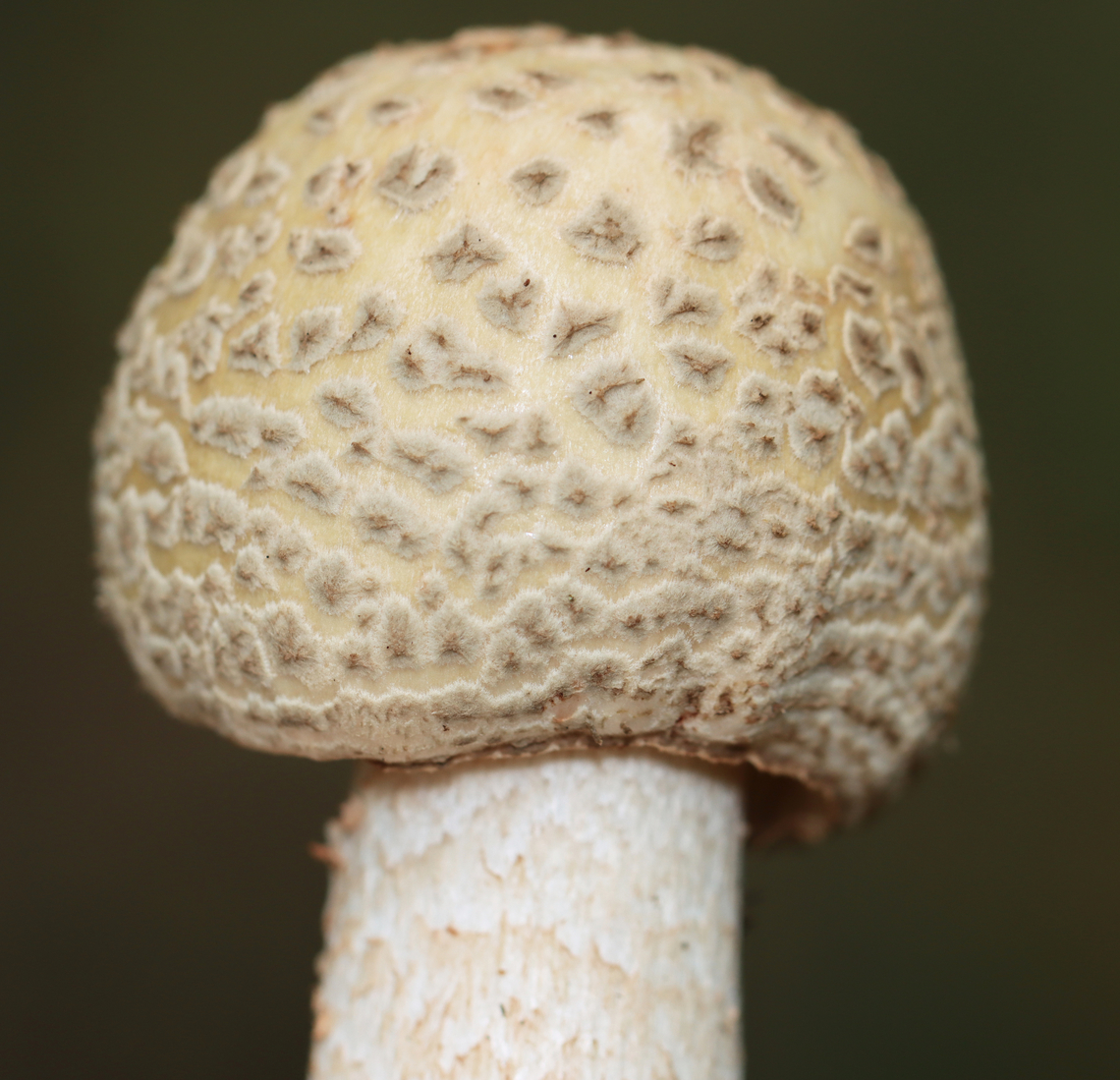 Blusher Mushroom - Amanita amerirubescens Habitat: Growing on the ground; deciduous forest<br />
<figure class="photo"><a href="https://www.jungledragon.com/image/139471/blusher_mushroom_-_amanita_amerirubescens.html" title="Blusher Mushroom - Amanita amerirubescens"><img src="https://s3.amazonaws.com/media.jungledragon.com/images/3232/139471_thumb.jpg?AWSAccessKeyId=05GMT0V3GWVNE7GGM1R2&Expires=1767225610&Signature=8x1V0W4LpAcTmRqgxdjXkW0skp4%3D" width="116" height="152" alt="Blusher Mushroom - Amanita amerirubescens Habitat: Growing on the ground; deciduous forest<br />
https://www.jungledragon.com/image/139471/mushroom_-_amanita_sp.html<br />
https://www.jungledragon.com/image/139472/mushroom_-_amanita_sp.html<br />
https://www.jungledragon.com/image/139470/mushroom_-_amanita_sp.html<br />
https://www.jungledragon.com/image/139469/mushroom_-_amanita_sp.html Amanita amerirubescens,Eastern American Blusher,Geotagged,Summer,United States" /></a></figure><br />
<figure class="photo"><a href="https://www.jungledragon.com/image/139472/blusher_mushroom_-_amanita_amerirubescens.html" title="Blusher Mushroom - Amanita amerirubescens"><img src="https://s3.amazonaws.com/media.jungledragon.com/images/3232/139472_thumb.jpg?AWSAccessKeyId=05GMT0V3GWVNE7GGM1R2&Expires=1767225610&Signature=kNw7acfVlPMX0nh6giMWb25qeTQ%3D" width="200" height="134" alt="Blusher Mushroom - Amanita amerirubescens Habitat: Growing on the ground; deciduous forest<br />
https://www.jungledragon.com/image/139471/mushroom_-_amanita_sp.html<br />
https://www.jungledragon.com/image/139472/mushroom_-_amanita_sp.html<br />
https://www.jungledragon.com/image/139470/mushroom_-_amanita_sp.html<br />
https://www.jungledragon.com/image/139469/mushroom_-_amanita_sp.html Amanita amerirubescens,Eastern American Blusher,Geotagged,Summer,United States" /></a></figure><br />
<figure class="photo"><a href="https://www.jungledragon.com/image/139470/blusher_mushroom_-_amanita_amerirubescens.html" title="Blusher Mushroom - Amanita amerirubescens"><img src="https://s3.amazonaws.com/media.jungledragon.com/images/3232/139470_thumb.jpg?AWSAccessKeyId=05GMT0V3GWVNE7GGM1R2&Expires=1767225610&Signature=H775h0jIBgilcWmt5U1b%2FhDZpO8%3D" width="200" height="194" alt="Blusher Mushroom - Amanita amerirubescens Habitat: Growing on the ground; deciduous forest<br />
https://www.jungledragon.com/image/139471/mushroom_-_amanita_sp.html<br />
https://www.jungledragon.com/image/139472/mushroom_-_amanita_sp.html<br />
https://www.jungledragon.com/image/139470/mushroom_-_amanita_sp.html<br />
https://www.jungledragon.com/image/139469/mushroom_-_amanita_sp.html Amanita amerirubescens,Eastern American Blusher,Geotagged,Summer,United States,amanita,fungus,mushroom" /></a></figure><br />
<figure class="photo"><a href="https://www.jungledragon.com/image/139469/blusher_mushroom_-_amanita_amerirubescens.html" title="Blusher Mushroom - Amanita amerirubescens"><img src="https://s3.amazonaws.com/media.jungledragon.com/images/3232/139469_thumb.jpg?AWSAccessKeyId=05GMT0V3GWVNE7GGM1R2&Expires=1767225610&Signature=hlxQRC1joSN6zDzAzg%2FLmsrpvv4%3D" width="140" height="152" alt="Blusher Mushroom - Amanita amerirubescens Habitat: Growing on the ground; deciduous forest<br />
https://www.jungledragon.com/image/139471/mushroom_-_amanita_sp.html<br />
https://www.jungledragon.com/image/139472/mushroom_-_amanita_sp.html<br />
https://www.jungledragon.com/image/139470/mushroom_-_amanita_sp.html<br />
https://www.jungledragon.com/image/139469/mushroom_-_amanita_sp.html Amanita amerirubescens,Eastern American Blusher,Geotagged,Summer,United States" /></a></figure> Amanita amerirubescens,Eastern American Blusher,Geotagged,Summer,United States,amanita,fungus,mushroom