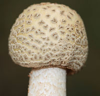 Blusher Mushroom - Amanita amerirubescens Habitat: Growing on the ground; deciduous forest<br />
https://www.jungledragon.com/image/139471/mushroom_-_amanita_sp.html<br />
https://www.jungledragon.com/image/139472/mushroom_-_amanita_sp.html<br />
https://www.jungledragon.com/image/139470/mushroom_-_amanita_sp.html<br />
https://www.jungledragon.com/image/139469/mushroom_-_amanita_sp.html Amanita amerirubescens,Eastern American Blusher,Geotagged,Summer,United States,amanita,fungus,mushroom