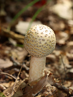 Blusher Mushroom - Amanita amerirubescens Habitat: Growing on the ground; deciduous forest
https://www.jungledragon.com/image/139471/mushroom_-_amanita_sp.html
https://www.jungledragon.com/image/139472/mushroom_-_amanita_sp.html
https://www.jungledragon.com/image/139470/mushroom_-_amanita_sp.html
https://www.jungledragon.com/image/139469/mushroom_-_amanita_sp.html Amanita amerirubescens,Eastern American Blusher,Geotagged,Summer,United States