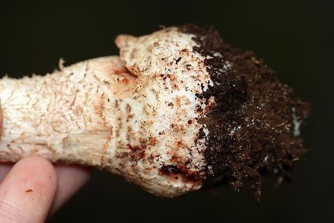 Blusher Mushroom - Amanita amerirubescens Habitat: Growing on the ground; deciduous forest
https://www.jungledragon.com/image/139471/mushroom_-_amanita_sp.html
https://www.jungledragon.com/image/139472/mushroom_-_amanita_sp.html
https://www.jungledragon.com/image/139470/mushroom_-_amanita_sp.html
https://www.jungledragon.com/image/139469/mushroom_-_amanita_sp.html Amanita amerirubescens,Eastern American Blusher,Geotagged,Summer,United States