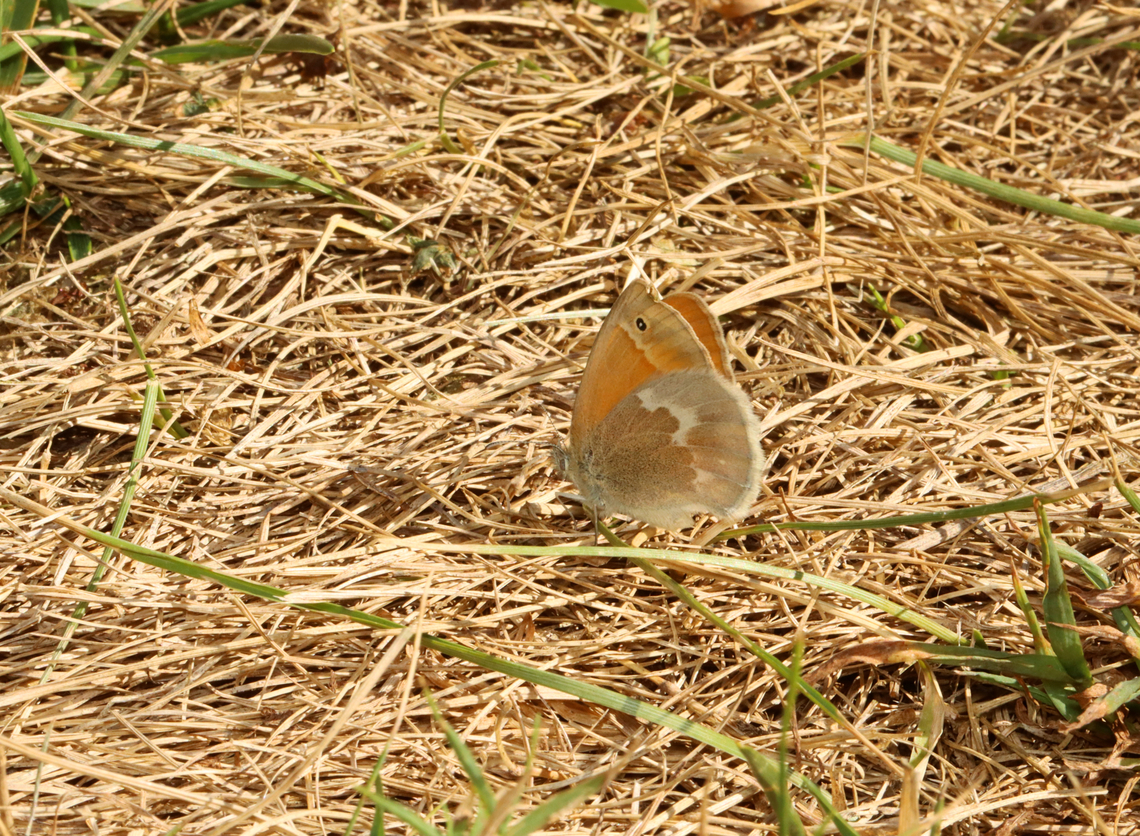 California Ringlet - Coenonympha california I have never seen this species before and it was definitely the highlight of my hike. <br />
<br />
This dead, grassy area is usually a green meadow with milkweed, wild carrot, and various other plants. But, we are in the midst of a severe drought in western Connecticut, which has made this usually thriving meadow barren. <br />
<br />
I saw many disturbing things...<br />
<br />
In my 2+ mile hike this morning, I only saw 2 mushrooms. Normally, I would see ~100 or more. I did not see a single frog or salamander, both of which I commonly find in this area. Only a couple birds, one of which kept repeatedly flying into (and then bouncing off) a screen that enclosed a monarch station. No berries were on the shrubs. Only a few insect galls and leaf mines could be found. A handful of insects, most of which were flies or bees. Water levels in streams and ponds are usually low-ish in August; but, this year, they are dry. I walked right through a swamp this morning and the ground was completely dry and cracked. <br />
<br />
This is all really unusual for me to experience in mid-August in NW CT. So, I am definitely concerned for the impact this drought will have on the environment and all the creatures that must do without. I had a pack of coyotes following me in the woods today. They stayed at a distance, but kept getting closer to the point where it was scary enough for me to end my hike early. It was all so eerie.<br />
 California Ringlet,Coenonympha,Coenonympha california,Coenonympha tullia,Geotagged,Nymphalidae,Summer,United States,butterfly