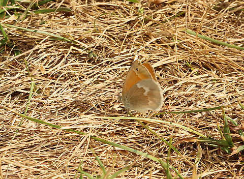 California Ringlet - Coenonympha california I have never seen this species before and it was definitely the highlight of my hike. 
This dead, grassy area is usually a green meadow with milkweed, wild carrot, and various other plants. But, we are in the midst of a severe drought in western Connecticut, which has made this usually thriving meadow barren. 
I saw many disturbing things...
In my 2+ mile hike this morning, I only saw 2 mushrooms. Normally, I would see ~100 or more. I did not see a single frog or salamander, both of which I commonly find in this area. Only a couple birds, one of which kept repeatedly flying into (and then bouncing off) a screen that enclosed a monarch station. No berries were on the shrubs. Only a few insect galls and leaf mines could be found. A handful of insects, most of which were flies or bees. Water levels in streams and ponds are usually low-ish in August; but, this year, they are dry. I walked right through a swamp this morning and the ground was completely dry and cracked. 
This is all really unusual for me to experience in mid-August in NW CT. So, I am definitely concerned for the impact this drought will have on the environment and all the creatures that must do without. I had a pack of coyotes following me in the woods today. They stayed at a distance, but kept getting closer to the point where it was scary enough for me to end my hike early. It was all so eerie.
 California Ringlet,Coenonympha,Coenonympha california,Coenonympha tullia,Geotagged,Nymphalidae,Summer,United States,butterfly