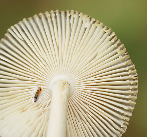 Roosevelt Ringless Amanita - Amanita rooseveltensis (nomen provisorum) *Tentative ID

With bonus fly :)

Habitat: Growing on the ground; deciduous forest
https://www.jungledragon.com/image/139606/mushroom_-_amanita_sect._vaginatae.html
https://www.jungledragon.com/image/139608/mushroom_-_amanita_sect._vaginatae.html
https://www.jungledragon.com/image/139607/mushroom_-_amanita_sect._vaginatae.html Amanita rooseveltensis,Geotagged,Roosevelt Ringless Amanita,Summer,United States