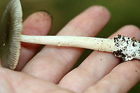 Roosevelt Ringless Amanita - Amanita rooseveltensis (nomen provisorum) *Tentative ID<br />
<br />
Habitat: Growing on the ground; deciduous forest<br />
https://www.jungledragon.com/image/139606/mushroom_-_amanita_sect._vaginatae.html<br />
https://www.jungledragon.com/image/139608/mushroom_-_amanita_sect._vaginatae.html<br />
https://www.jungledragon.com/image/139607/mushroom_-_amanita_sect._vaginatae.html Amanita rooseveltensis,Geotagged,Roosevelt Ringless Amanita,Summer,United States