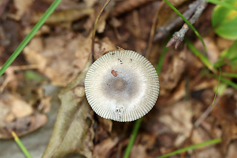 Roosevelt Ringless Amanita - Amanita rooseveltensis (nomen provisorum) *Tentative ID

Habitat: Growing on the ground; deciduous forest
https://www.jungledragon.com/image/139606/mushroom_-_amanita_sect._vaginatae.html
https://www.jungledragon.com/image/139608/mushroom_-_amanita_sect._vaginatae.html
https://www.jungledragon.com/image/139607/mushroom_-_amanita_sect._vaginatae.html Amanita rooseveltensis,Geotagged,Roosevelt Ringless Amanita,Summer,United States,amanita,fungus,mushroom