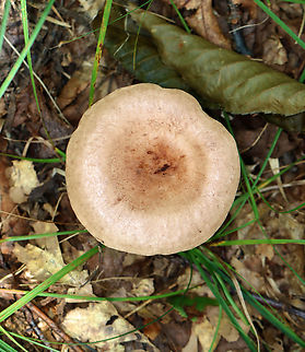 Fenugreek Milkcap - Lactarius helvus Habitat: Growing on the ground; deciduous forest
https://www.jungledragon.com/image/139610/fenugreek_milkcap_-_lactarius_helvus.html Fenugreek milkcap,Geotagged,Lactarius,Lactarius helvus,Summer,United States,fungus,mushroom