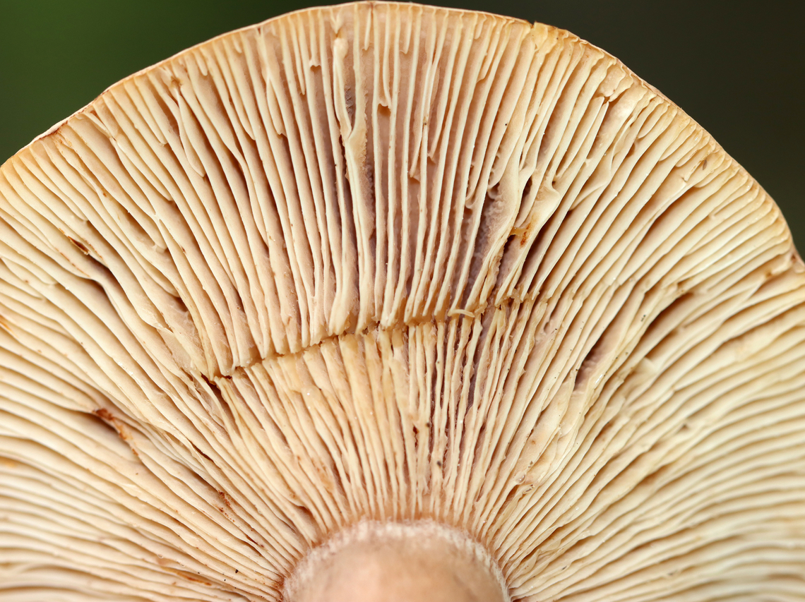 Fenugreek Milkcap - Lactarius helvus There was very scant latex.<br />
<br />
Habitat: Growing on the ground; deciduous forest<br />
<figure class="photo"><a href="https://www.jungledragon.com/image/139609/fenugreek_milkcap_-_lactarius_helvus.html" title="Fenugreek Milkcap - Lactarius helvus"><img src="https://s3.amazonaws.com/media.jungledragon.com/images/3232/139609_thumb.jpg?AWSAccessKeyId=05GMT0V3GWVNE7GGM1R2&Expires=1759968010&Signature=RcLpBlakIQWOcaVTvtD3%2FDVeb1g%3D" width="132" height="152" alt="Fenugreek Milkcap - Lactarius helvus Habitat: Growing on the ground; deciduous forest<br />
https://www.jungledragon.com/image/139610/fenugreek_milkcap_-_lactarius_helvus.html Fenugreek milkcap,Geotagged,Lactarius,Lactarius helvus,Summer,United States,fungus,mushroom" /></a></figure> Fenugreek milkcap,Geotagged,Lactarius helvus,Summer,United States