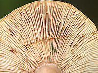 Fenugreek Milkcap - Lactarius helvus There was very scant latex.<br />
<br />
Habitat: Growing on the ground; deciduous forest<br />
https://www.jungledragon.com/image/139609/fenugreek_milkcap_-_lactarius_helvus.html Fenugreek milkcap,Geotagged,Lactarius helvus,Summer,United States