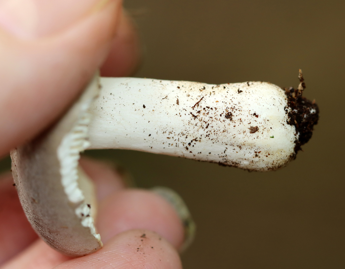 Mushroom - Russula modesta Habitat: Growing on the ground; deciduous forest<br />
<figure class="photo"><a href="https://www.jungledragon.com/image/139611/mushroom_-_russula_modesta.html" title="Mushroom - Russula modesta"><img src="https://s3.amazonaws.com/media.jungledragon.com/images/3232/139611_thumb.jpg?AWSAccessKeyId=05GMT0V3GWVNE7GGM1R2&Expires=1767225610&Signature=eCc8VH64hxceB41pMnBBuMc5RPA%3D" width="200" height="156" alt="Mushroom - Russula modesta Habitat: Growing on the ground; deciduous forest<br />
https://www.jungledragon.com/image/139611/mushroom_-_russula_sp.html<br />
https://www.jungledragon.com/image/139613/mushroom_-_russula_sp.html<br />
https://www.jungledragon.com/image/139612/mushroom_-_russula_sp.html Geotagged,Russula modesta,Summer,United States,fungus,mushroom,russula" /></a></figure><br />
<figure class="photo"><a href="https://www.jungledragon.com/image/139613/mushroom_-_russula_modesta.html" title="Mushroom - Russula modesta"><img src="https://s3.amazonaws.com/media.jungledragon.com/images/3232/139613_thumb.jpg?AWSAccessKeyId=05GMT0V3GWVNE7GGM1R2&Expires=1767225610&Signature=rxBUnJespyL6ZI3Vw0PDB%2FrTG8I%3D" width="200" height="150" alt="Mushroom - Russula modesta Habitat: Growing on the ground; deciduous forest<br />
https://www.jungledragon.com/image/139611/mushroom_-_russula_sp.html<br />
https://www.jungledragon.com/image/139613/mushroom_-_russula_sp.html<br />
https://www.jungledragon.com/image/139612/mushroom_-_russula_sp.html Geotagged,Russula modesta,Summer,United States" /></a></figure><br />
<figure class="photo"><a href="https://www.jungledragon.com/image/139612/mushroom_-_russula_modesta.html" title="Mushroom - Russula modesta"><img src="https://s3.amazonaws.com/media.jungledragon.com/images/3232/139612_thumb.jpg?AWSAccessKeyId=05GMT0V3GWVNE7GGM1R2&Expires=1767225610&Signature=DBN0nA3pEiEoMqauFkqYMzfk%2BZM%3D" width="200" height="166" alt="Mushroom - Russula modesta Habitat: Growing on the ground; deciduous forest<br />
https://www.jungledragon.com/image/139611/mushroom_-_russula_sp.html<br />
https://www.jungledragon.com/image/139613/mushroom_-_russula_sp.html<br />
https://www.jungledragon.com/image/139612/mushroom_-_russula_sp.html Geotagged,Russula modesta,Summer,United States,fungus,mushroom,russula" /></a></figure> Geotagged,Russula modesta,Summer,United States,fungus,mushroom,russula