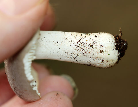 Mushroom - Russula modesta Habitat: Growing on the ground; deciduous forest
https://www.jungledragon.com/image/139611/mushroom_-_russula_sp.html
https://www.jungledragon.com/image/139613/mushroom_-_russula_sp.html
https://www.jungledragon.com/image/139612/mushroom_-_russula_sp.html Geotagged,Russula modesta,Summer,United States,fungus,mushroom,russula