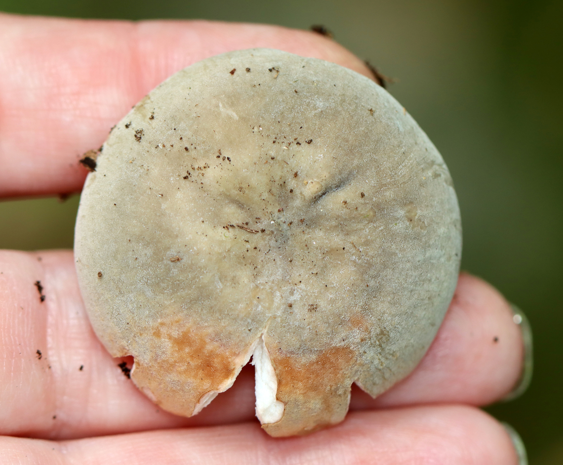 Mushroom - Russula modesta Habitat: Growing on the ground; deciduous forest<br />
<figure class="photo"><a href="https://www.jungledragon.com/image/139611/mushroom_-_russula_modesta.html" title="Mushroom - Russula modesta"><img src="https://s3.amazonaws.com/media.jungledragon.com/images/3232/139611_thumb.jpg?AWSAccessKeyId=05GMT0V3GWVNE7GGM1R2&Expires=1767225610&Signature=eCc8VH64hxceB41pMnBBuMc5RPA%3D" width="200" height="156" alt="Mushroom - Russula modesta Habitat: Growing on the ground; deciduous forest<br />
https://www.jungledragon.com/image/139611/mushroom_-_russula_sp.html<br />
https://www.jungledragon.com/image/139613/mushroom_-_russula_sp.html<br />
https://www.jungledragon.com/image/139612/mushroom_-_russula_sp.html Geotagged,Russula modesta,Summer,United States,fungus,mushroom,russula" /></a></figure><br />
<figure class="photo"><a href="https://www.jungledragon.com/image/139613/mushroom_-_russula_modesta.html" title="Mushroom - Russula modesta"><img src="https://s3.amazonaws.com/media.jungledragon.com/images/3232/139613_thumb.jpg?AWSAccessKeyId=05GMT0V3GWVNE7GGM1R2&Expires=1767225610&Signature=rxBUnJespyL6ZI3Vw0PDB%2FrTG8I%3D" width="200" height="150" alt="Mushroom - Russula modesta Habitat: Growing on the ground; deciduous forest<br />
https://www.jungledragon.com/image/139611/mushroom_-_russula_sp.html<br />
https://www.jungledragon.com/image/139613/mushroom_-_russula_sp.html<br />
https://www.jungledragon.com/image/139612/mushroom_-_russula_sp.html Geotagged,Russula modesta,Summer,United States" /></a></figure><br />
<figure class="photo"><a href="https://www.jungledragon.com/image/139612/mushroom_-_russula_modesta.html" title="Mushroom - Russula modesta"><img src="https://s3.amazonaws.com/media.jungledragon.com/images/3232/139612_thumb.jpg?AWSAccessKeyId=05GMT0V3GWVNE7GGM1R2&Expires=1767225610&Signature=DBN0nA3pEiEoMqauFkqYMzfk%2BZM%3D" width="200" height="166" alt="Mushroom - Russula modesta Habitat: Growing on the ground; deciduous forest<br />
https://www.jungledragon.com/image/139611/mushroom_-_russula_sp.html<br />
https://www.jungledragon.com/image/139613/mushroom_-_russula_sp.html<br />
https://www.jungledragon.com/image/139612/mushroom_-_russula_sp.html Geotagged,Russula modesta,Summer,United States,fungus,mushroom,russula" /></a></figure> Geotagged,Russula modesta,Summer,United States,fungus,mushroom,russula