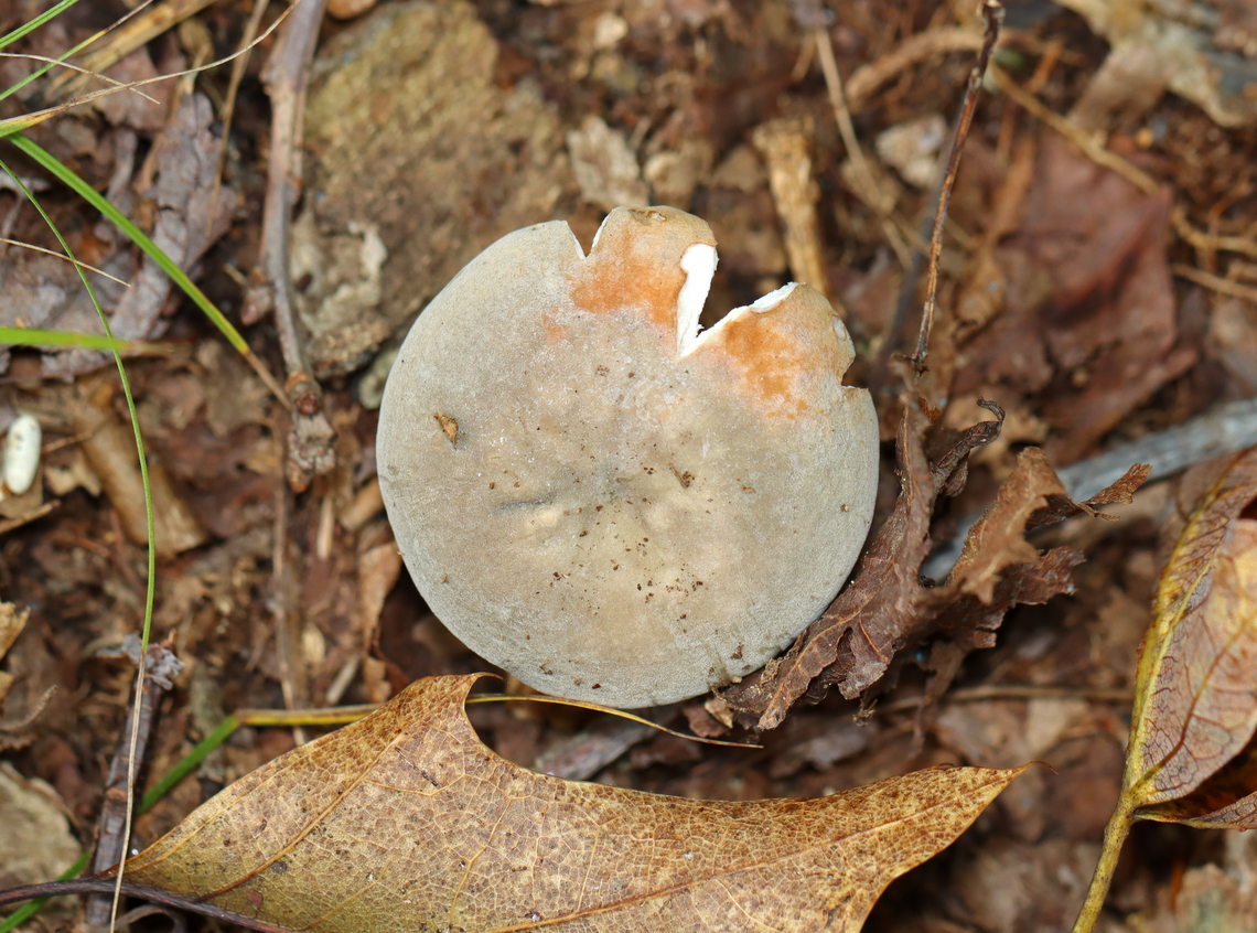 Mushroom - Russula modesta Habitat: Growing on the ground; deciduous forest<br />
<figure class="photo"><a href="https://www.jungledragon.com/image/139611/mushroom_-_russula_modesta.html" title="Mushroom - Russula modesta"><img src="https://s3.amazonaws.com/media.jungledragon.com/images/3232/139611_thumb.jpg?AWSAccessKeyId=05GMT0V3GWVNE7GGM1R2&Expires=1759968010&Signature=JggXRYW%2FP16Z9TKTlyd5jppMpfM%3D" width="200" height="156" alt="Mushroom - Russula modesta Habitat: Growing on the ground; deciduous forest<br />
https://www.jungledragon.com/image/139611/mushroom_-_russula_sp.html<br />
https://www.jungledragon.com/image/139613/mushroom_-_russula_sp.html<br />
https://www.jungledragon.com/image/139612/mushroom_-_russula_sp.html Geotagged,Russula modesta,Summer,United States,fungus,mushroom,russula" /></a></figure><br />
<figure class="photo"><a href="https://www.jungledragon.com/image/139613/mushroom_-_russula_modesta.html" title="Mushroom - Russula modesta"><img src="https://s3.amazonaws.com/media.jungledragon.com/images/3232/139613_thumb.jpg?AWSAccessKeyId=05GMT0V3GWVNE7GGM1R2&Expires=1759968010&Signature=4AWFi8035a7HDNpuO3dVXrRgGOs%3D" width="200" height="150" alt="Mushroom - Russula modesta Habitat: Growing on the ground; deciduous forest<br />
https://www.jungledragon.com/image/139611/mushroom_-_russula_sp.html<br />
https://www.jungledragon.com/image/139613/mushroom_-_russula_sp.html<br />
https://www.jungledragon.com/image/139612/mushroom_-_russula_sp.html Geotagged,Russula modesta,Summer,United States" /></a></figure><br />
<figure class="photo"><a href="https://www.jungledragon.com/image/139612/mushroom_-_russula_modesta.html" title="Mushroom - Russula modesta"><img src="https://s3.amazonaws.com/media.jungledragon.com/images/3232/139612_thumb.jpg?AWSAccessKeyId=05GMT0V3GWVNE7GGM1R2&Expires=1759968010&Signature=YPLoVXeRoV%2FsKhnd1zBf0W6SHAo%3D" width="200" height="166" alt="Mushroom - Russula modesta Habitat: Growing on the ground; deciduous forest<br />
https://www.jungledragon.com/image/139611/mushroom_-_russula_sp.html<br />
https://www.jungledragon.com/image/139613/mushroom_-_russula_sp.html<br />
https://www.jungledragon.com/image/139612/mushroom_-_russula_sp.html Geotagged,Russula modesta,Summer,United States,fungus,mushroom,russula" /></a></figure> Geotagged,Russula modesta,Summer,United States
