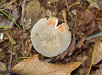 Mushroom - Russula modesta Habitat: Growing on the ground; deciduous forest<br />
https://www.jungledragon.com/image/139611/mushroom_-_russula_sp.html<br />
https://www.jungledragon.com/image/139613/mushroom_-_russula_sp.html<br />
https://www.jungledragon.com/image/139612/mushroom_-_russula_sp.html Geotagged,Russula modesta,Summer,United States