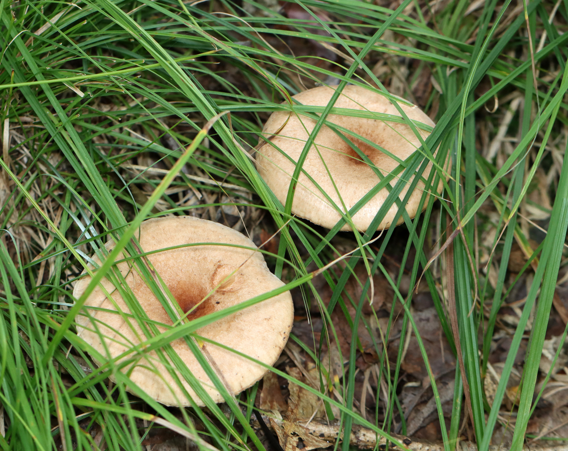 Mushrooms - Lactarius/Lactifluus sp. Maybe Lactifluus volemus, but I&#039;m not at all sure.<br />
<br />
Habitat: Growing on the ground near a small pond; deciduous forest<br />
<figure class="photo"><a href="https://www.jungledragon.com/image/139616/mushrooms_-_lactariuslactifluus_sp.html" title="Mushrooms - Lactarius/Lactifluus sp."><img src="https://s3.amazonaws.com/media.jungledragon.com/images/3232/139616_thumb.jpg?AWSAccessKeyId=05GMT0V3GWVNE7GGM1R2&Expires=1761782410&Signature=rbD02vThBerfce7GJRBokOVBkAY%3D" width="200" height="176" alt="Mushrooms - Lactarius/Lactifluus sp. Maybe Lactifluus volemus, but I&#039;m not at all sure.<br />
<br />
Habitat: Growing on the ground near a small pond; deciduous forest<br />
https://www.jungledragon.com/image/139615/mushrooms_-_lactariuslactifluus_sp.html Geotagged,Summer,United States" /></a></figure> Geotagged,Summer,United States,fungus,lactarius,lactifluus,milk cap,mushroom