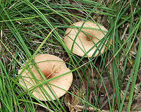 Mushrooms - Lactarius/Lactifluus sp. Maybe Lactifluus volemus, but I'm not at all sure.<br />
<br />
Habitat: Growing on the ground near a small pond; deciduous forest<br />
https://www.jungledragon.com/image/139616/mushrooms_-_lactariuslactifluus_sp.html Geotagged,Summer,United States,fungus,lactarius,lactifluus,milk cap,mushroom