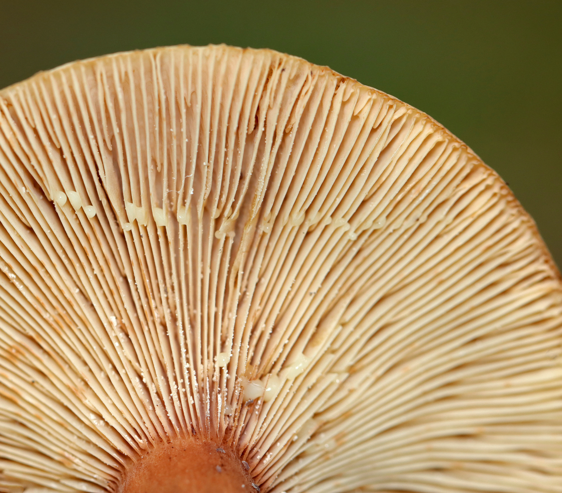 Mushrooms - Lactarius/Lactifluus sp. Maybe Lactifluus volemus, but I&#039;m not at all sure.<br />
<br />
Habitat: Growing on the ground near a small pond; deciduous forest<br />
<figure class="photo"><a href="https://www.jungledragon.com/image/139615/mushrooms_-_lactariuslactifluus_sp.html" title="Mushrooms - Lactarius/Lactifluus sp."><img src="https://s3.amazonaws.com/media.jungledragon.com/images/3232/139615_thumb.jpg?AWSAccessKeyId=05GMT0V3GWVNE7GGM1R2&Expires=1761782410&Signature=n0%2BICalgiJ1pfAMAvyTmNmKc4C8%3D" width="200" height="160" alt="Mushrooms - Lactarius/Lactifluus sp. Maybe Lactifluus volemus, but I&#039;m not at all sure.<br />
<br />
Habitat: Growing on the ground near a small pond; deciduous forest<br />
https://www.jungledragon.com/image/139616/mushrooms_-_lactariuslactifluus_sp.html Geotagged,Summer,United States,fungus,lactarius,lactifluus,milk cap,mushroom" /></a></figure> Geotagged,Summer,United States