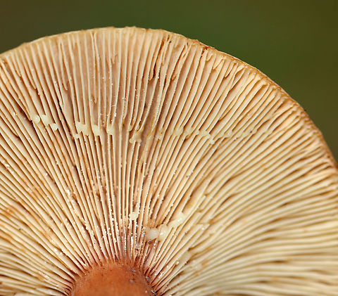 Mushrooms - Lactarius/Lactifluus sp. Maybe Lactifluus volemus, but I'm not at all sure.

Habitat: Growing on the ground near a small pond; deciduous forest
https://www.jungledragon.com/image/139615/mushrooms_-_lactariuslactifluus_sp.html Geotagged,Summer,United States