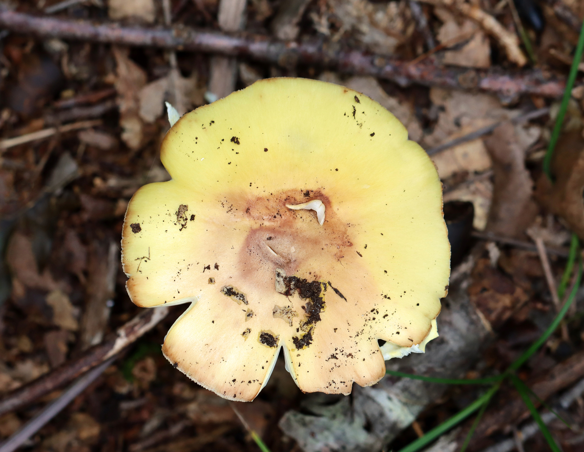 Mushroom - Amanita sp. Habitat: Growing on the ground in a deciduous forest<br />
<figure class="photo"><a href="https://www.jungledragon.com/image/139617/mushroom_-_amanita_sp.html" title="Mushroom - Amanita sp."><img src="https://s3.amazonaws.com/media.jungledragon.com/images/3232/139617_thumb.jpg?AWSAccessKeyId=05GMT0V3GWVNE7GGM1R2&Expires=1767225610&Signature=abLOdUlZtJYjCcRq39ccnw5MHmQ%3D" width="200" height="156" alt="Mushroom - Amanita sp. Habitat: Growing on the ground in a deciduous forest<br />
https://www.jungledragon.com/image/139617/mushroom_-_amanita_sp.html<br />
https://www.jungledragon.com/image/139619/mushroom_-_amanita_sp.html<br />
https://www.jungledragon.com/image/139618/mushroom_-_amanita_sp.html Geotagged,Summer,United States" /></a></figure><br />
<figure class="photo"><a href="https://www.jungledragon.com/image/139619/mushroom_-_amanita_sp.html" title="Mushroom - Amanita sp."><img src="https://s3.amazonaws.com/media.jungledragon.com/images/3232/139619_thumb.jpg?AWSAccessKeyId=05GMT0V3GWVNE7GGM1R2&Expires=1767225610&Signature=1dT3vWGR5q7HMmy%2FQ4OgjCZvrPU%3D" width="200" height="118" alt="Mushroom - Amanita sp. Habitat: Growing on the ground in a deciduous forest<br />
https://www.jungledragon.com/image/139617/mushroom_-_amanita_sp.html<br />
https://www.jungledragon.com/image/139619/mushroom_-_amanita_sp.html<br />
https://www.jungledragon.com/image/139618/mushroom_-_amanita_sp.html Geotagged,Summer,United States,amanita,fungus,mushroom" /></a></figure><br />
<figure class="photo"><a href="https://www.jungledragon.com/image/139618/mushroom_-_amanita_sp.html" title="Mushroom - Amanita sp."><img src="https://s3.amazonaws.com/media.jungledragon.com/images/3232/139618_thumb.jpg?AWSAccessKeyId=05GMT0V3GWVNE7GGM1R2&Expires=1767225610&Signature=6O85u5sP8w5q29T%2B8tmpVTJH3Bg%3D" width="200" height="146" alt="Mushroom - Amanita sp. Habitat: Growing on the ground in a deciduous forest<br />
https://www.jungledragon.com/image/139617/mushroom_-_amanita_sp.html<br />
https://www.jungledragon.com/image/139619/mushroom_-_amanita_sp.html<br />
https://www.jungledragon.com/image/139618/mushroom_-_amanita_sp.html Geotagged,Summer,United States" /></a></figure> Geotagged,Summer,United States