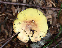 Mushroom - Amanita sp. Habitat: Growing on the ground in a deciduous forest<br />
https://www.jungledragon.com/image/139617/mushroom_-_amanita_sp.html<br />
https://www.jungledragon.com/image/139619/mushroom_-_amanita_sp.html<br />
https://www.jungledragon.com/image/139618/mushroom_-_amanita_sp.html Geotagged,Summer,United States