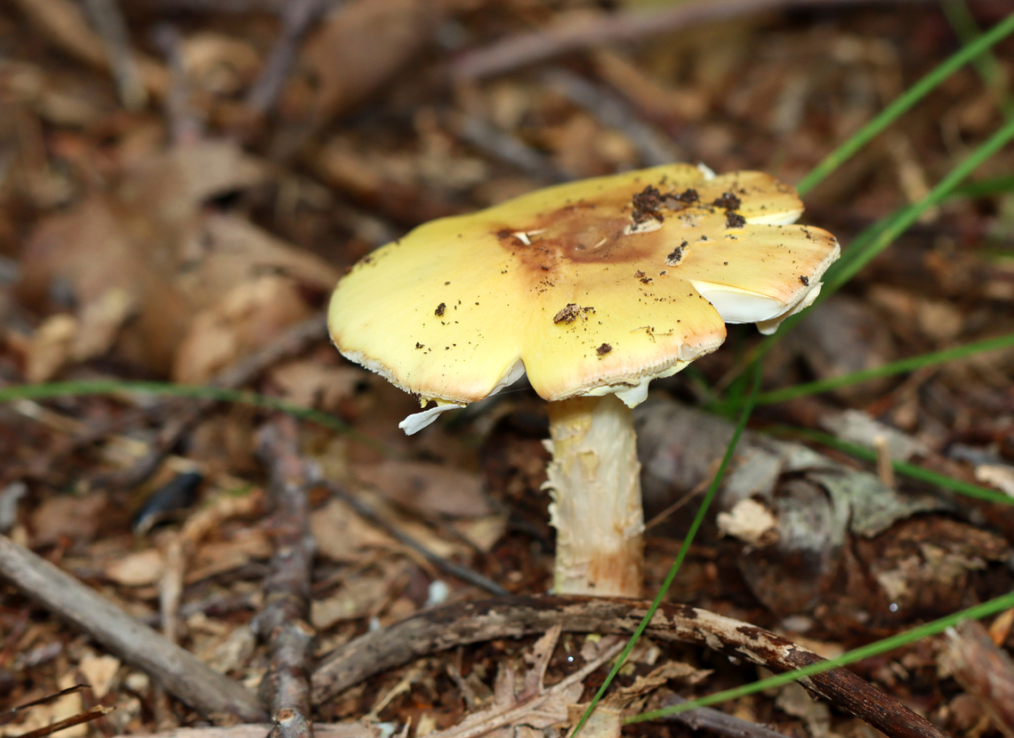 Mushroom - Amanita sp. Habitat: Growing on the ground in a deciduous forest<br />
<figure class="photo"><a href="https://www.jungledragon.com/image/139617/mushroom_-_amanita_sp.html" title="Mushroom - Amanita sp."><img src="https://s3.amazonaws.com/media.jungledragon.com/images/3232/139617_thumb.jpg?AWSAccessKeyId=05GMT0V3GWVNE7GGM1R2&Expires=1767225610&Signature=abLOdUlZtJYjCcRq39ccnw5MHmQ%3D" width="200" height="156" alt="Mushroom - Amanita sp. Habitat: Growing on the ground in a deciduous forest<br />
https://www.jungledragon.com/image/139617/mushroom_-_amanita_sp.html<br />
https://www.jungledragon.com/image/139619/mushroom_-_amanita_sp.html<br />
https://www.jungledragon.com/image/139618/mushroom_-_amanita_sp.html Geotagged,Summer,United States" /></a></figure><br />
<figure class="photo"><a href="https://www.jungledragon.com/image/139619/mushroom_-_amanita_sp.html" title="Mushroom - Amanita sp."><img src="https://s3.amazonaws.com/media.jungledragon.com/images/3232/139619_thumb.jpg?AWSAccessKeyId=05GMT0V3GWVNE7GGM1R2&Expires=1767225610&Signature=1dT3vWGR5q7HMmy%2FQ4OgjCZvrPU%3D" width="200" height="118" alt="Mushroom - Amanita sp. Habitat: Growing on the ground in a deciduous forest<br />
https://www.jungledragon.com/image/139617/mushroom_-_amanita_sp.html<br />
https://www.jungledragon.com/image/139619/mushroom_-_amanita_sp.html<br />
https://www.jungledragon.com/image/139618/mushroom_-_amanita_sp.html Geotagged,Summer,United States,amanita,fungus,mushroom" /></a></figure><br />
<figure class="photo"><a href="https://www.jungledragon.com/image/139618/mushroom_-_amanita_sp.html" title="Mushroom - Amanita sp."><img src="https://s3.amazonaws.com/media.jungledragon.com/images/3232/139618_thumb.jpg?AWSAccessKeyId=05GMT0V3GWVNE7GGM1R2&Expires=1767225610&Signature=6O85u5sP8w5q29T%2B8tmpVTJH3Bg%3D" width="200" height="146" alt="Mushroom - Amanita sp. Habitat: Growing on the ground in a deciduous forest<br />
https://www.jungledragon.com/image/139617/mushroom_-_amanita_sp.html<br />
https://www.jungledragon.com/image/139619/mushroom_-_amanita_sp.html<br />
https://www.jungledragon.com/image/139618/mushroom_-_amanita_sp.html Geotagged,Summer,United States" /></a></figure> Geotagged,Summer,United States