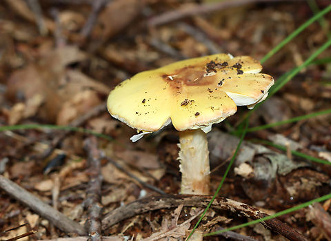 Mushroom - Amanita sp. Habitat: Growing on the ground in a deciduous forest
https://www.jungledragon.com/image/139617/mushroom_-_amanita_sp.html
https://www.jungledragon.com/image/139619/mushroom_-_amanita_sp.html
https://www.jungledragon.com/image/139618/mushroom_-_amanita_sp.html Geotagged,Summer,United States
