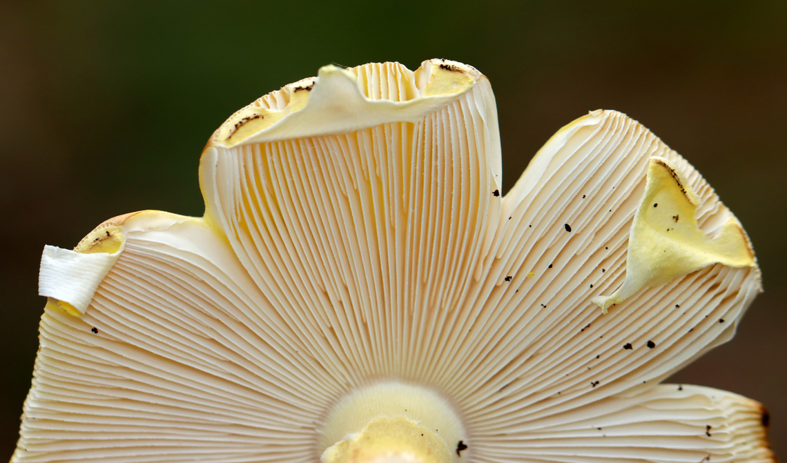 Mushroom - Amanita sp. Habitat: Growing on the ground in a deciduous forest<br />
<figure class="photo"><a href="https://www.jungledragon.com/image/139617/mushroom_-_amanita_sp.html" title="Mushroom - Amanita sp."><img src="https://s3.amazonaws.com/media.jungledragon.com/images/3232/139617_thumb.jpg?AWSAccessKeyId=05GMT0V3GWVNE7GGM1R2&Expires=1767225610&Signature=abLOdUlZtJYjCcRq39ccnw5MHmQ%3D" width="200" height="156" alt="Mushroom - Amanita sp. Habitat: Growing on the ground in a deciduous forest<br />
https://www.jungledragon.com/image/139617/mushroom_-_amanita_sp.html<br />
https://www.jungledragon.com/image/139619/mushroom_-_amanita_sp.html<br />
https://www.jungledragon.com/image/139618/mushroom_-_amanita_sp.html Geotagged,Summer,United States" /></a></figure><br />
<figure class="photo"><a href="https://www.jungledragon.com/image/139619/mushroom_-_amanita_sp.html" title="Mushroom - Amanita sp."><img src="https://s3.amazonaws.com/media.jungledragon.com/images/3232/139619_thumb.jpg?AWSAccessKeyId=05GMT0V3GWVNE7GGM1R2&Expires=1767225610&Signature=1dT3vWGR5q7HMmy%2FQ4OgjCZvrPU%3D" width="200" height="118" alt="Mushroom - Amanita sp. Habitat: Growing on the ground in a deciduous forest<br />
https://www.jungledragon.com/image/139617/mushroom_-_amanita_sp.html<br />
https://www.jungledragon.com/image/139619/mushroom_-_amanita_sp.html<br />
https://www.jungledragon.com/image/139618/mushroom_-_amanita_sp.html Geotagged,Summer,United States,amanita,fungus,mushroom" /></a></figure><br />
<figure class="photo"><a href="https://www.jungledragon.com/image/139618/mushroom_-_amanita_sp.html" title="Mushroom - Amanita sp."><img src="https://s3.amazonaws.com/media.jungledragon.com/images/3232/139618_thumb.jpg?AWSAccessKeyId=05GMT0V3GWVNE7GGM1R2&Expires=1767225610&Signature=6O85u5sP8w5q29T%2B8tmpVTJH3Bg%3D" width="200" height="146" alt="Mushroom - Amanita sp. Habitat: Growing on the ground in a deciduous forest<br />
https://www.jungledragon.com/image/139617/mushroom_-_amanita_sp.html<br />
https://www.jungledragon.com/image/139619/mushroom_-_amanita_sp.html<br />
https://www.jungledragon.com/image/139618/mushroom_-_amanita_sp.html Geotagged,Summer,United States" /></a></figure> Geotagged,Summer,United States,amanita,fungus,mushroom