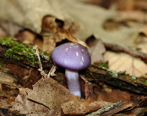 Spotted Cort - Cortinarius iodes Habitat: Growing on rotting log; deciduous forest Cortinarius,Cortinarius iodes,Geotagged,Spotted cort,Summer,United States,cort,fungus,mushroom
