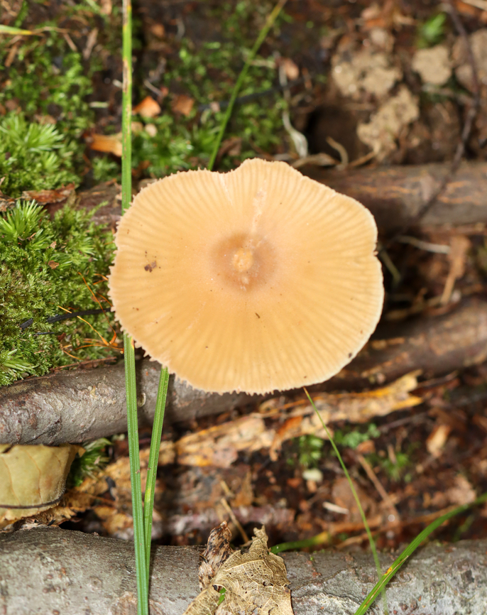 Mushroom - Entoloma sp. Habitat: Growing next to/on(?) sticks in a mostly deciduous forest.<br />
<figure class="photo"><a href="https://www.jungledragon.com/image/139645/mushroom_-_entoloma_sp.html" title="Mushroom - Entoloma sp."><img src="https://s3.amazonaws.com/media.jungledragon.com/images/3232/139645_thumb.jpg?AWSAccessKeyId=05GMT0V3GWVNE7GGM1R2&Expires=1767225610&Signature=qmZCyxdBfOXJr7qb7hm9yotpez4%3D" width="200" height="144" alt="Mushroom - Entoloma sp. Habitat: Growing next to/on(?) sticks in a mostly deciduous forest.<br />
https://www.jungledragon.com/image/139644/mushroom_-_entoloma_sp.html Geotagged,Summer,United States" /></a></figure> Geotagged,Summer,United States,entoloma,fungus,mushroom