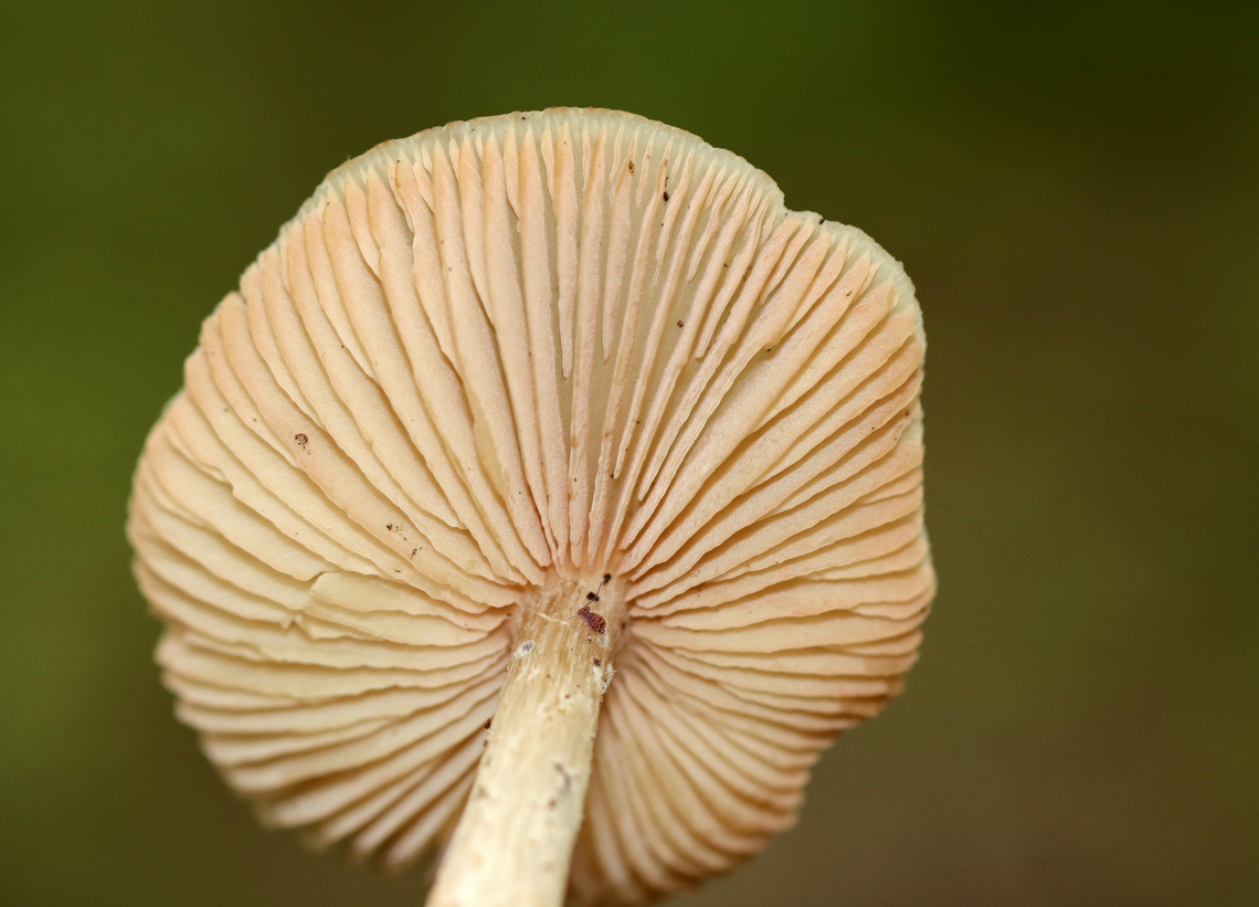 Mushroom - Entoloma sp. Habitat: Growing next to/on(?) sticks in a mostly deciduous forest.<br />
<figure class="photo"><a href="https://www.jungledragon.com/image/139644/mushroom_-_entoloma_sp.html" title="Mushroom - Entoloma sp."><img src="https://s3.amazonaws.com/media.jungledragon.com/images/3232/139644_thumb.jpg?AWSAccessKeyId=05GMT0V3GWVNE7GGM1R2&Expires=1767225610&Signature=ZxybF7lq%2BJqBoWHshNWDqbBS3pM%3D" width="122" height="152" alt="Mushroom - Entoloma sp. Habitat: Growing next to/on(?) sticks in a mostly deciduous forest.<br />
https://www.jungledragon.com/image/139645/mushroom_-_entoloma_sp.html Geotagged,Summer,United States,entoloma,fungus,mushroom" /></a></figure> Geotagged,Summer,United States