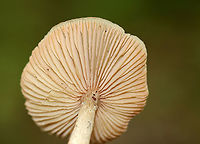 Mushroom - Entoloma sp. Habitat: Growing next to/on(?) sticks in a mostly deciduous forest.<br />
https://www.jungledragon.com/image/139644/mushroom_-_entoloma_sp.html Geotagged,Summer,United States