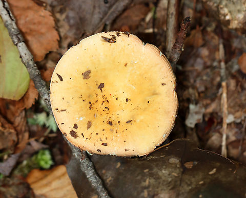 Mushroom - Russula sp. Habitat: Growing on the ground; deciduous forest
https://www.jungledragon.com/image/139646/mushroom_-_russula_sp.html
https://www.jungledragon.com/image/139648/mushroom_-_russula_sp.html
https://www.jungledragon.com/image/139647/mushroom_-_russula_sp.html Geotagged,Summer,United States,fungus,mushroom,russula
