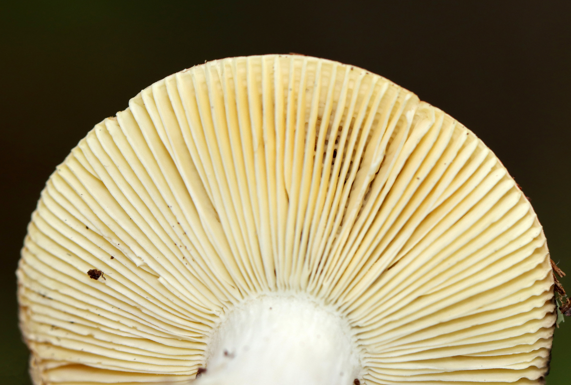 Mushroom - Russula sp. Habitat: Growing on the ground; deciduous forest<br />
<figure class="photo"><a href="https://www.jungledragon.com/image/139646/mushroom_-_russula_sp.html" title="Mushroom - Russula sp."><img src="https://s3.amazonaws.com/media.jungledragon.com/images/3232/139646_thumb.jpg?AWSAccessKeyId=05GMT0V3GWVNE7GGM1R2&Expires=1767225610&Signature=Aw%2FAiTN3%2BOacl1wP4a1sIR3i4xg%3D" width="200" height="162" alt="Mushroom - Russula sp. Habitat: Growing on the ground; deciduous forest<br />
https://www.jungledragon.com/image/139646/mushroom_-_russula_sp.html<br />
https://www.jungledragon.com/image/139648/mushroom_-_russula_sp.html<br />
https://www.jungledragon.com/image/139647/mushroom_-_russula_sp.html Geotagged,Summer,United States,fungus,mushroom,russula" /></a></figure><br />
<figure class="photo"><a href="https://www.jungledragon.com/image/139648/mushroom_-_russula_sp.html" title="Mushroom - Russula sp."><img src="https://s3.amazonaws.com/media.jungledragon.com/images/3232/139648_thumb.jpg?AWSAccessKeyId=05GMT0V3GWVNE7GGM1R2&Expires=1767225610&Signature=6OjcME6SqubH9XCu7RfMoYzo%2FOg%3D" width="200" height="160" alt="Mushroom - Russula sp. Habitat: Growing on the ground; deciduous forest<br />
https://www.jungledragon.com/image/139646/mushroom_-_russula_sp.html<br />
https://www.jungledragon.com/image/139648/mushroom_-_russula_sp.html<br />
https://www.jungledragon.com/image/139647/mushroom_-_russula_sp.html Geotagged,Summer,United States" /></a></figure><br />
<figure class="photo"><a href="https://www.jungledragon.com/image/139647/mushroom_-_russula_sp.html" title="Mushroom - Russula sp."><img src="https://s3.amazonaws.com/media.jungledragon.com/images/3232/139647_thumb.jpg?AWSAccessKeyId=05GMT0V3GWVNE7GGM1R2&Expires=1767225610&Signature=gXZfHUtThQRaPHcMqBCXcnzAANI%3D" width="200" height="136" alt="Mushroom - Russula sp. Habitat: Growing on the ground; deciduous forest<br />
https://www.jungledragon.com/image/139646/mushroom_-_russula_sp.html<br />
https://www.jungledragon.com/image/139648/mushroom_-_russula_sp.html<br />
https://www.jungledragon.com/image/139647/mushroom_-_russula_sp.html Geotagged,Summer,United States" /></a></figure> Geotagged,Summer,United States