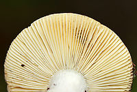 Mushroom - Russula sp. Habitat: Growing on the ground; deciduous forest<br />
https://www.jungledragon.com/image/139646/mushroom_-_russula_sp.html<br />
https://www.jungledragon.com/image/139648/mushroom_-_russula_sp.html<br />
https://www.jungledragon.com/image/139647/mushroom_-_russula_sp.html Geotagged,Summer,United States