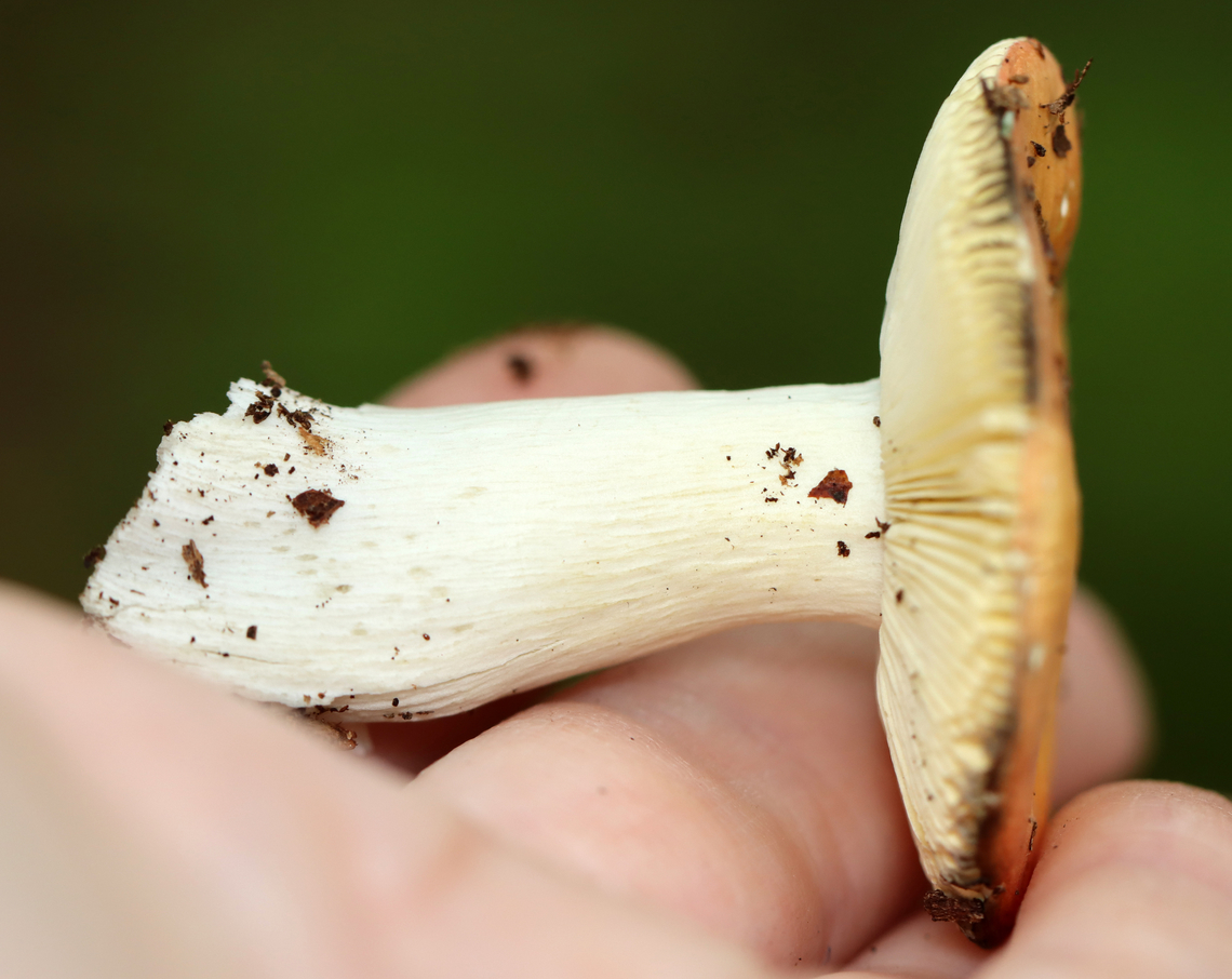 Mushroom - Russula sp. Habitat: Growing on the ground; deciduous forest<br />
<figure class="photo"><a href="https://www.jungledragon.com/image/139646/mushroom_-_russula_sp.html" title="Mushroom - Russula sp."><img src="https://s3.amazonaws.com/media.jungledragon.com/images/3232/139646_thumb.jpg?AWSAccessKeyId=05GMT0V3GWVNE7GGM1R2&Expires=1767225610&Signature=Aw%2FAiTN3%2BOacl1wP4a1sIR3i4xg%3D" width="200" height="162" alt="Mushroom - Russula sp. Habitat: Growing on the ground; deciduous forest<br />
https://www.jungledragon.com/image/139646/mushroom_-_russula_sp.html<br />
https://www.jungledragon.com/image/139648/mushroom_-_russula_sp.html<br />
https://www.jungledragon.com/image/139647/mushroom_-_russula_sp.html Geotagged,Summer,United States,fungus,mushroom,russula" /></a></figure><br />
<figure class="photo"><a href="https://www.jungledragon.com/image/139648/mushroom_-_russula_sp.html" title="Mushroom - Russula sp."><img src="https://s3.amazonaws.com/media.jungledragon.com/images/3232/139648_thumb.jpg?AWSAccessKeyId=05GMT0V3GWVNE7GGM1R2&Expires=1767225610&Signature=6OjcME6SqubH9XCu7RfMoYzo%2FOg%3D" width="200" height="160" alt="Mushroom - Russula sp. Habitat: Growing on the ground; deciduous forest<br />
https://www.jungledragon.com/image/139646/mushroom_-_russula_sp.html<br />
https://www.jungledragon.com/image/139648/mushroom_-_russula_sp.html<br />
https://www.jungledragon.com/image/139647/mushroom_-_russula_sp.html Geotagged,Summer,United States" /></a></figure><br />
<figure class="photo"><a href="https://www.jungledragon.com/image/139647/mushroom_-_russula_sp.html" title="Mushroom - Russula sp."><img src="https://s3.amazonaws.com/media.jungledragon.com/images/3232/139647_thumb.jpg?AWSAccessKeyId=05GMT0V3GWVNE7GGM1R2&Expires=1767225610&Signature=gXZfHUtThQRaPHcMqBCXcnzAANI%3D" width="200" height="136" alt="Mushroom - Russula sp. Habitat: Growing on the ground; deciduous forest<br />
https://www.jungledragon.com/image/139646/mushroom_-_russula_sp.html<br />
https://www.jungledragon.com/image/139648/mushroom_-_russula_sp.html<br />
https://www.jungledragon.com/image/139647/mushroom_-_russula_sp.html Geotagged,Summer,United States" /></a></figure> Geotagged,Summer,United States