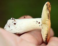 Mushroom - Russula sp. Habitat: Growing on the ground; deciduous forest<br />
https://www.jungledragon.com/image/139646/mushroom_-_russula_sp.html<br />
https://www.jungledragon.com/image/139648/mushroom_-_russula_sp.html<br />
https://www.jungledragon.com/image/139647/mushroom_-_russula_sp.html Geotagged,Summer,United States