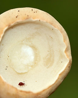 Bolete - Maybe Imleria pallida? The cutest photobomber was hanging out on the pore surface.

Habitat: Deciduous forest
https://www.jungledragon.com/image/139649/bolete_-_maybe_imleria_pallida.html
https://www.jungledragon.com/image/139651/bolete_-_maybe_imleria_pallida.html
https://www.jungledragon.com/image/139650/bolete_-_maybe_imleria_pallida.html Geotagged,Imleria pallida,Imleria pallidus,Summer,United States