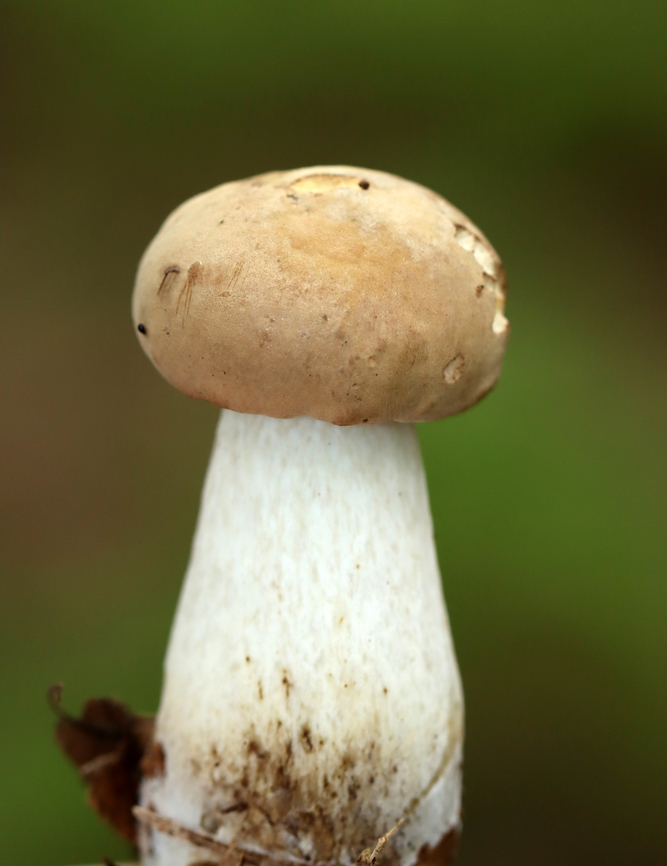 Bolete - Maybe Imleria pallida? Habitat: Deciduous forest<br />
<figure class="photo"><a href="https://www.jungledragon.com/image/139649/bolete_-_maybe_imleria_pallida.html" title="Bolete - Maybe Imleria pallida?"><img src="https://s3.amazonaws.com/media.jungledragon.com/images/3232/139649_thumb.jpg?AWSAccessKeyId=05GMT0V3GWVNE7GGM1R2&Expires=1759968010&Signature=%2Bc6m6NF9t1vu%2BBEOpH4P2oLvYCA%3D" width="122" height="152" alt="Bolete - Maybe Imleria pallida? The cutest photobomber was hanging out on the pore surface.<br />
<br />
Habitat: Deciduous forest<br />
https://www.jungledragon.com/image/139649/bolete_-_maybe_imleria_pallida.html<br />
https://www.jungledragon.com/image/139651/bolete_-_maybe_imleria_pallida.html<br />
https://www.jungledragon.com/image/139650/bolete_-_maybe_imleria_pallida.html Geotagged,Imleria pallida,Imleria pallidus,Summer,United States" /></a></figure><br />
<figure class="photo"><a href="https://www.jungledragon.com/image/139651/bolete_-_maybe_imleria_pallida.html" title="Bolete - Maybe Imleria pallida?"><img src="https://s3.amazonaws.com/media.jungledragon.com/images/3232/139651_thumb.jpg?AWSAccessKeyId=05GMT0V3GWVNE7GGM1R2&Expires=1759968010&Signature=F856KBbNhOPwITthTydw15MSzKQ%3D" width="108" height="152" alt="Bolete - Maybe Imleria pallida? It might be a young Imleria pallida.<br />
<br />
Habitat: Deciduous forest<br />
https://www.jungledragon.com/image/139649/bolete_-_maybe_imleria_pallida.html<br />
https://www.jungledragon.com/image/139651/bolete_-_maybe_imleria_pallida.html<br />
https://www.jungledragon.com/image/139650/bolete_-_maybe_imleria_pallida.html Geotagged,Imleria pallida,Imleria pallidus,Summer,United States,boletaceae,bolete,fungus,mushroom" /></a></figure><br />
<figure class="photo"><a href="https://www.jungledragon.com/image/139650/bolete_-_maybe_imleria_pallida.html" title="Bolete - Maybe Imleria pallida?"><img src="https://s3.amazonaws.com/media.jungledragon.com/images/3232/139650_thumb.jpg?AWSAccessKeyId=05GMT0V3GWVNE7GGM1R2&Expires=1759968010&Signature=h2bHy71aQpZVqYYVMrSslO0QWn8%3D" width="118" height="152" alt="Bolete - Maybe Imleria pallida? Habitat: Deciduous forest<br />
https://www.jungledragon.com/image/139649/bolete_-_maybe_imleria_pallida.html<br />
https://www.jungledragon.com/image/139651/bolete_-_maybe_imleria_pallida.html<br />
https://www.jungledragon.com/image/139650/bolete_-_maybe_imleria_pallida.html Geotagged,Imleria pallida,Imleria pallidus,Summer,United States" /></a></figure> Geotagged,Imleria pallida,Imleria pallidus,Summer,United States