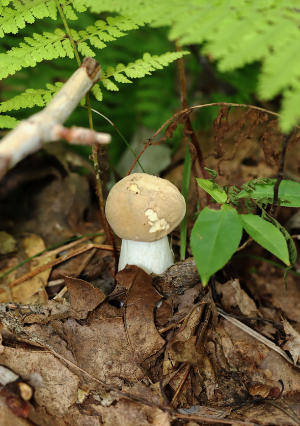 Bolete - Maybe Imleria pallida? It might be a young Imleria pallida.<br />
<br />
Habitat: Deciduous forest<br />
<figure class="photo"><a href="https://www.jungledragon.com/image/139649/bolete_-_maybe_imleria_pallida.html" title="Bolete - Maybe Imleria pallida?"><img src="https://s3.amazonaws.com/media.jungledragon.com/images/3232/139649_thumb.jpg?AWSAccessKeyId=05GMT0V3GWVNE7GGM1R2&Expires=1759968010&Signature=%2Bc6m6NF9t1vu%2BBEOpH4P2oLvYCA%3D" width="122" height="152" alt="Bolete - Maybe Imleria pallida? The cutest photobomber was hanging out on the pore surface.<br />
<br />
Habitat: Deciduous forest<br />
https://www.jungledragon.com/image/139649/bolete_-_maybe_imleria_pallida.html<br />
https://www.jungledragon.com/image/139651/bolete_-_maybe_imleria_pallida.html<br />
https://www.jungledragon.com/image/139650/bolete_-_maybe_imleria_pallida.html Geotagged,Imleria pallida,Imleria pallidus,Summer,United States" /></a></figure><br />
<figure class="photo"><a href="https://www.jungledragon.com/image/139651/bolete_-_maybe_imleria_pallida.html" title="Bolete - Maybe Imleria pallida?"><img src="https://s3.amazonaws.com/media.jungledragon.com/images/3232/139651_thumb.jpg?AWSAccessKeyId=05GMT0V3GWVNE7GGM1R2&Expires=1759968010&Signature=F856KBbNhOPwITthTydw15MSzKQ%3D" width="108" height="152" alt="Bolete - Maybe Imleria pallida? It might be a young Imleria pallida.<br />
<br />
Habitat: Deciduous forest<br />
https://www.jungledragon.com/image/139649/bolete_-_maybe_imleria_pallida.html<br />
https://www.jungledragon.com/image/139651/bolete_-_maybe_imleria_pallida.html<br />
https://www.jungledragon.com/image/139650/bolete_-_maybe_imleria_pallida.html Geotagged,Imleria pallida,Imleria pallidus,Summer,United States,boletaceae,bolete,fungus,mushroom" /></a></figure><br />
<figure class="photo"><a href="https://www.jungledragon.com/image/139650/bolete_-_maybe_imleria_pallida.html" title="Bolete - Maybe Imleria pallida?"><img src="https://s3.amazonaws.com/media.jungledragon.com/images/3232/139650_thumb.jpg?AWSAccessKeyId=05GMT0V3GWVNE7GGM1R2&Expires=1759968010&Signature=h2bHy71aQpZVqYYVMrSslO0QWn8%3D" width="118" height="152" alt="Bolete - Maybe Imleria pallida? Habitat: Deciduous forest<br />
https://www.jungledragon.com/image/139649/bolete_-_maybe_imleria_pallida.html<br />
https://www.jungledragon.com/image/139651/bolete_-_maybe_imleria_pallida.html<br />
https://www.jungledragon.com/image/139650/bolete_-_maybe_imleria_pallida.html Geotagged,Imleria pallida,Imleria pallidus,Summer,United States" /></a></figure> Geotagged,Imleria pallida,Imleria pallidus,Summer,United States,boletaceae,bolete,fungus,mushroom