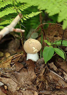 Bolete - Maybe Imleria pallida? It might be a young Imleria pallida.

Habitat: Deciduous forest
https://www.jungledragon.com/image/139649/bolete_-_maybe_imleria_pallida.html
https://www.jungledragon.com/image/139651/bolete_-_maybe_imleria_pallida.html
https://www.jungledragon.com/image/139650/bolete_-_maybe_imleria_pallida.html Geotagged,Imleria pallida,Imleria pallidus,Summer,United States,boletaceae,bolete,fungus,mushroom