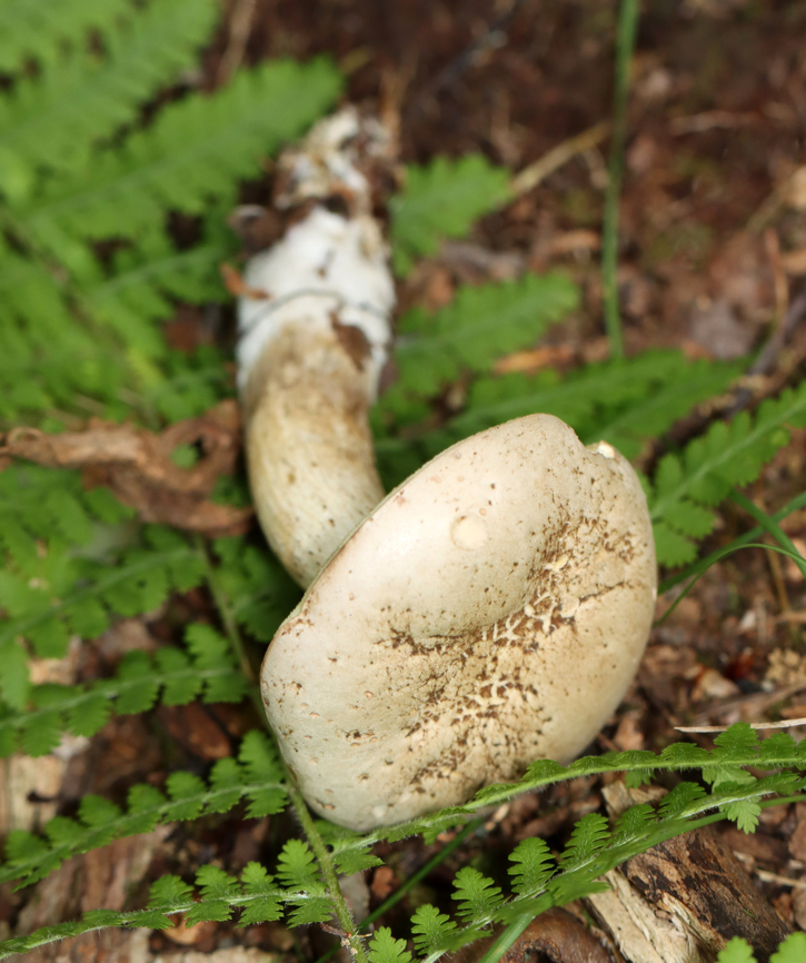 Imleria pallida Habitat: Deciduous forest<br />
<figure class="photo"><a href="https://www.jungledragon.com/image/139653/imleria_pallida.html" title="Imleria pallida"><img src="https://s3.amazonaws.com/media.jungledragon.com/images/3232/139653_thumb.jpg?AWSAccessKeyId=05GMT0V3GWVNE7GGM1R2&Expires=1767225610&Signature=ATjbsnljz7HrvWZtAXT03nBbFr8%3D" width="140" height="152" alt="Imleria pallida Habitat: Deciduous forest<br />
https://www.jungledragon.com/image/139652/imleria_pallida.html Geotagged,Imleria pallida,Imleria pallidus,Summer,United States,bolete,fungus,imleria,mushroom" /></a></figure> Geotagged,Imleria pallida,Imleria pallidus,Summer,United States