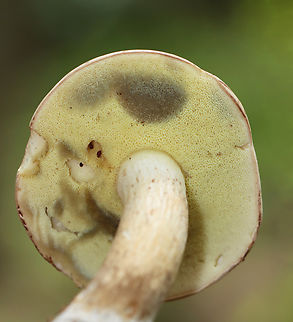 Imleria pallida Habitat: Deciduous forest
https://www.jungledragon.com/image/139652/imleria_pallida.html Geotagged,Imleria pallida,Imleria pallidus,Summer,United States,bolete,fungus,imleria,mushroom