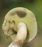 Imleria pallida Habitat: Deciduous forest<br />
https://www.jungledragon.com/image/139652/imleria_pallida.html Geotagged,Imleria pallida,Imleria pallidus,Summer,United States,bolete,fungus,imleria,mushroom