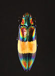 Jewel Beetle - Chrysochroa toulgoeti *Pinned specimen; native to Malaysia<br />
https://www.jungledragon.com/image/139746/jewel_beetle_-_chrysochroa_toulgoeti.html Chrysochroa,Chrysochroa toulgoeti,Geotagged,Summer,United States,beetle,buprestidae,jewel beetle