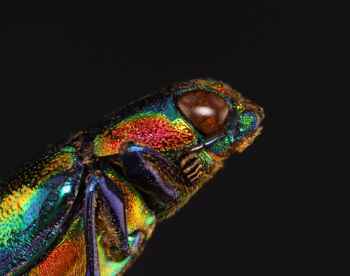 Jewel Beetle - Chrysochroa toulgoeti *Pinned specimen; native to Malaysia<br />
<figure class="photo"><a href="https://www.jungledragon.com/image/139746/jewel_beetle_-_chrysochroa_toulgoeti.html" title="Jewel Beetle - Chrysochroa toulgoeti"><img src="https://s3.amazonaws.com/media.jungledragon.com/images/3232/139746_thumb.jpg?AWSAccessKeyId=05GMT0V3GWVNE7GGM1R2&Expires=1759968010&Signature=oD5S0QoCOWgnZuQmzrmcsQNgcFw%3D" width="110" height="152" alt="Jewel Beetle - Chrysochroa toulgoeti *Pinned specimen; native to Malaysia<br />
https://www.jungledragon.com/image/139746/jewel_beetle_-_chrysochroa_toulgoeti.html Chrysochroa,Chrysochroa toulgoeti,Geotagged,Summer,United States,beetle,buprestidae,jewel beetle" /></a></figure> Chrysochroa toulgoeti,Geotagged,Summer,United States