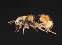 Cow Killer - Dasymutilla aureola Nicknamed "cow killer" because of their intensely painful stings.<br />
<br />
*Pinned specimen; native to California, USA<br />
https://www.jungledragon.com/image/139753/cow_killer_-_dasymutilla_aureola.html Dasymutilla,Dasymutilla aureola,Mutillidae,cow killer,pacific velvet ant,velvet ant,velvet wasp