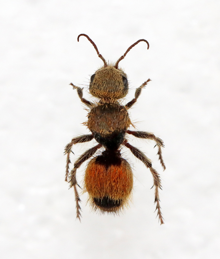 Cow Killer - Dasymutilla aureola Sorry for the quality. I&#039;m only sharing this photo so we have a dorsal view and will reshoot this specimen at some point.<br />
<br />
Nicknamed &quot;cow killer&quot; because of their intensely painful stings.<br />
<br />
*Pinned specimen; native to California, USA<br />
<figure class="photo"><a href="https://www.jungledragon.com/image/139752/cow_killer_-_dasymutilla_aureola.html" title="Cow Killer - Dasymutilla aureola"><img src="https://s3.amazonaws.com/media.jungledragon.com/images/3232/139752_thumb.jpg?AWSAccessKeyId=05GMT0V3GWVNE7GGM1R2&Expires=1767225610&Signature=a6QVzmCQkV8DGqoAKaj5vvlzbEA%3D" width="200" height="146" alt="Cow Killer - Dasymutilla aureola Nicknamed &quot;cow killer&quot; because of their intensely painful stings.<br />
<br />
*Pinned specimen; native to California, USA<br />
https://www.jungledragon.com/image/139753/cow_killer_-_dasymutilla_aureola.html Dasymutilla,Dasymutilla aureola,Mutillidae,cow killer,pacific velvet ant,velvet ant,velvet wasp" /></a></figure> Dasymutilla aureola